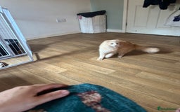 Scottish Fold cats for sale: Male Scottish fold - Image 3