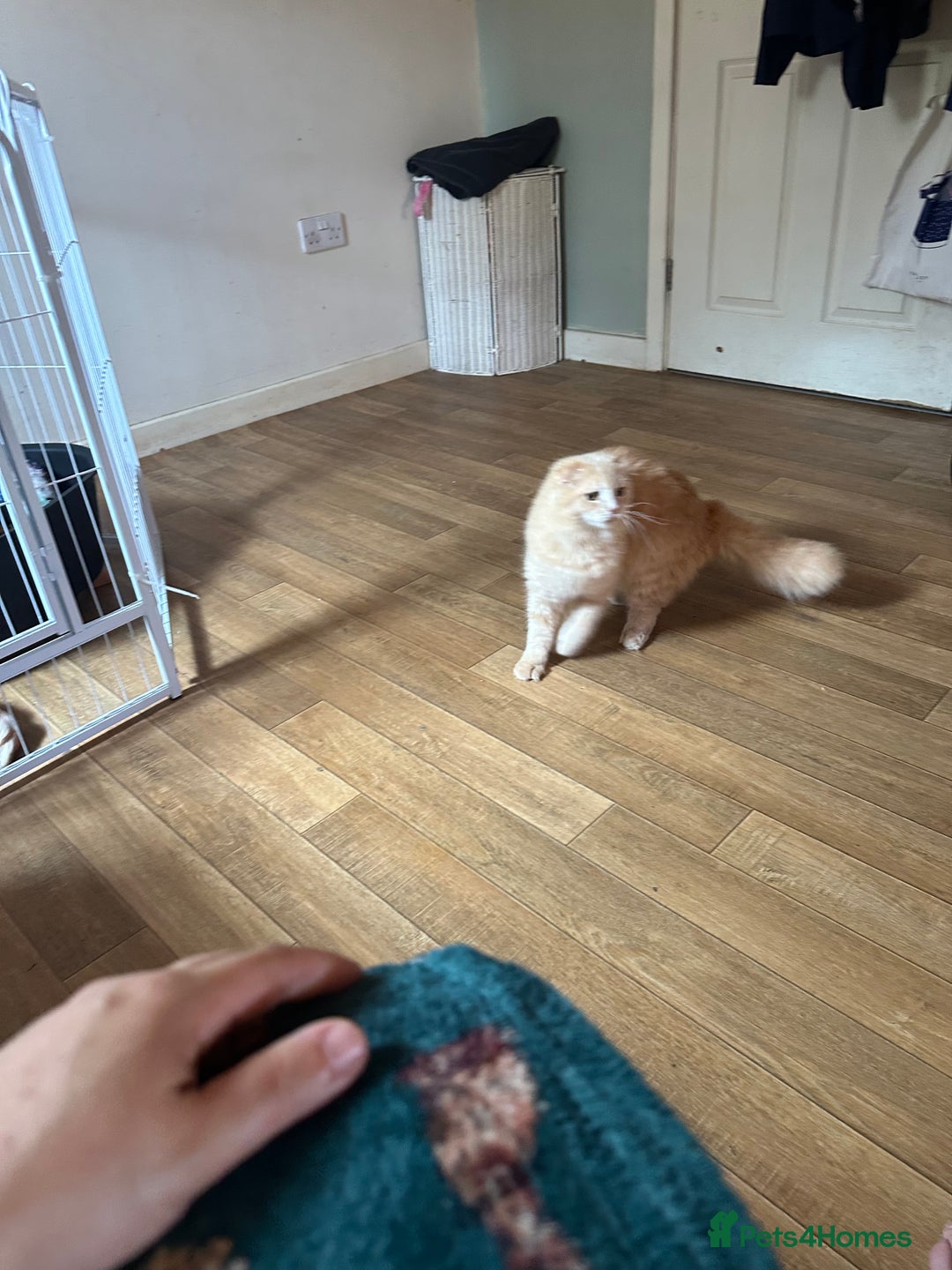 Scottish Fold cats for sale: Male Scottish fold - Image 3