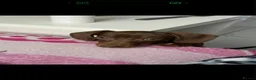 Miniature Dachshund dogs for sale: Minature dachshund  in Oldbury - Advert 4