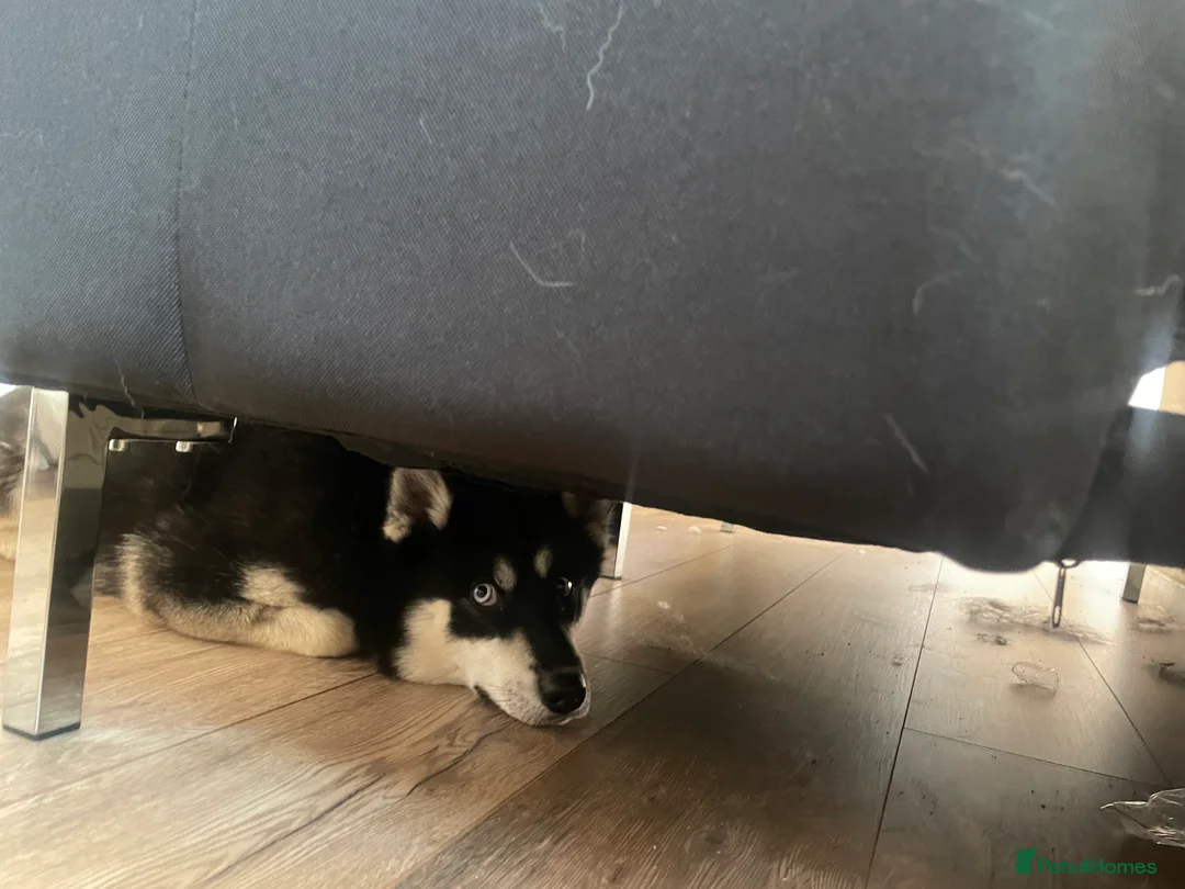 Pomsky dogs for sale: Pomsky for sale - Advert 4