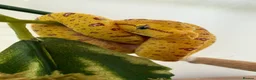 Python Snake reptiles for sale: PROVEN Breed pair CAPTIVE BRED Green Tree Pythons - Advert 6