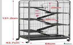 Rat rodents for sale: 2 Males Ratties (hooded) - Image 3