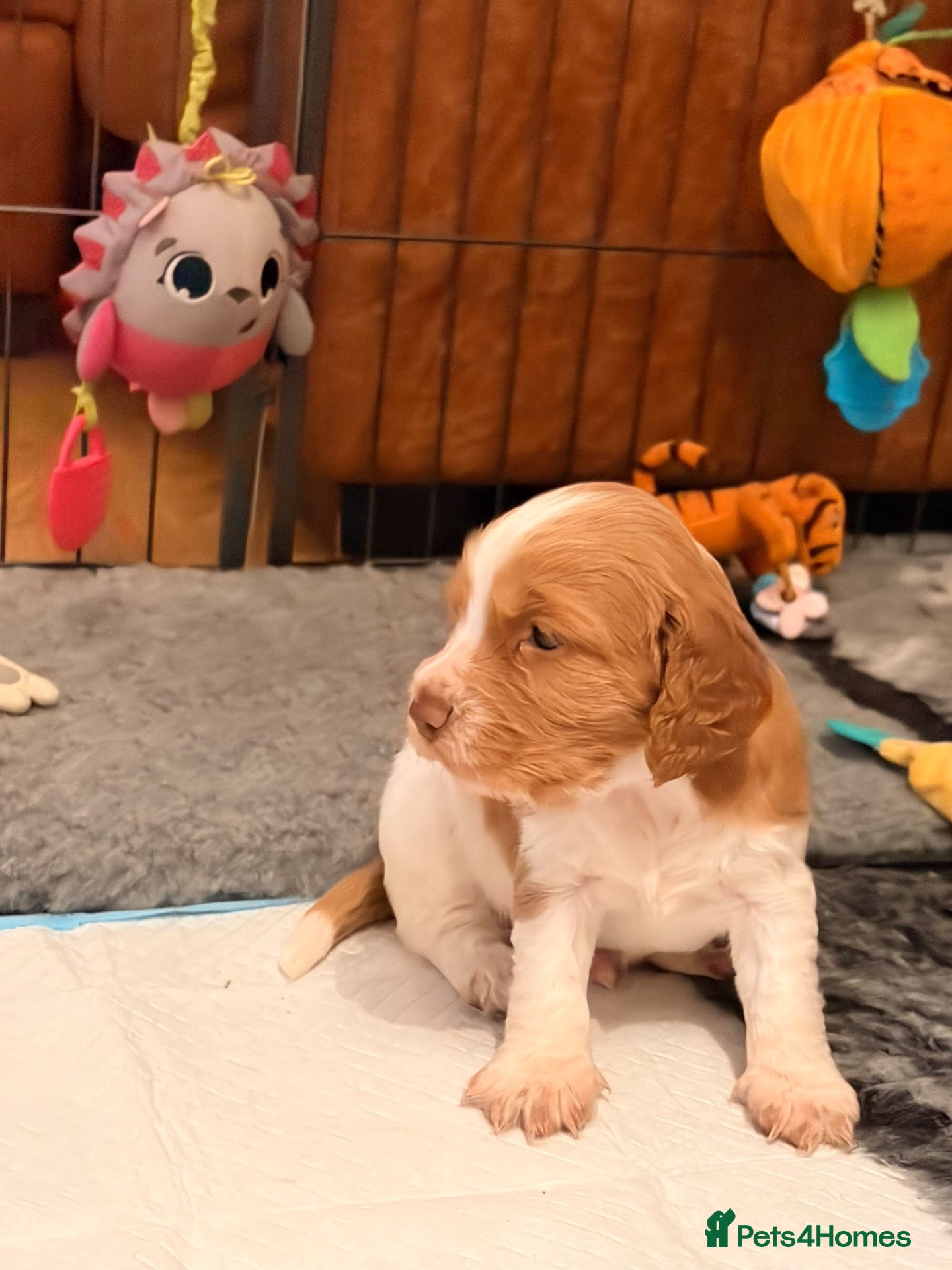 Cocker Spaniel dogs Beautiful Working Cocker Spaniel Puppies 🐾 - Advert 1