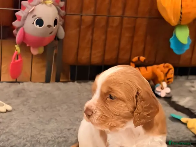 Cocker Spaniel dogs Beautiful Working Cocker Spaniel Puppies 🐾 - Advert 2
