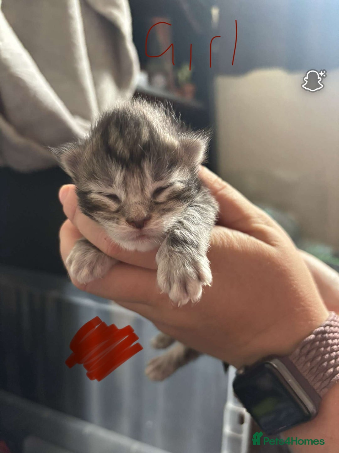 Maine Coon cats for sale: Maine coon cross  - Image 14