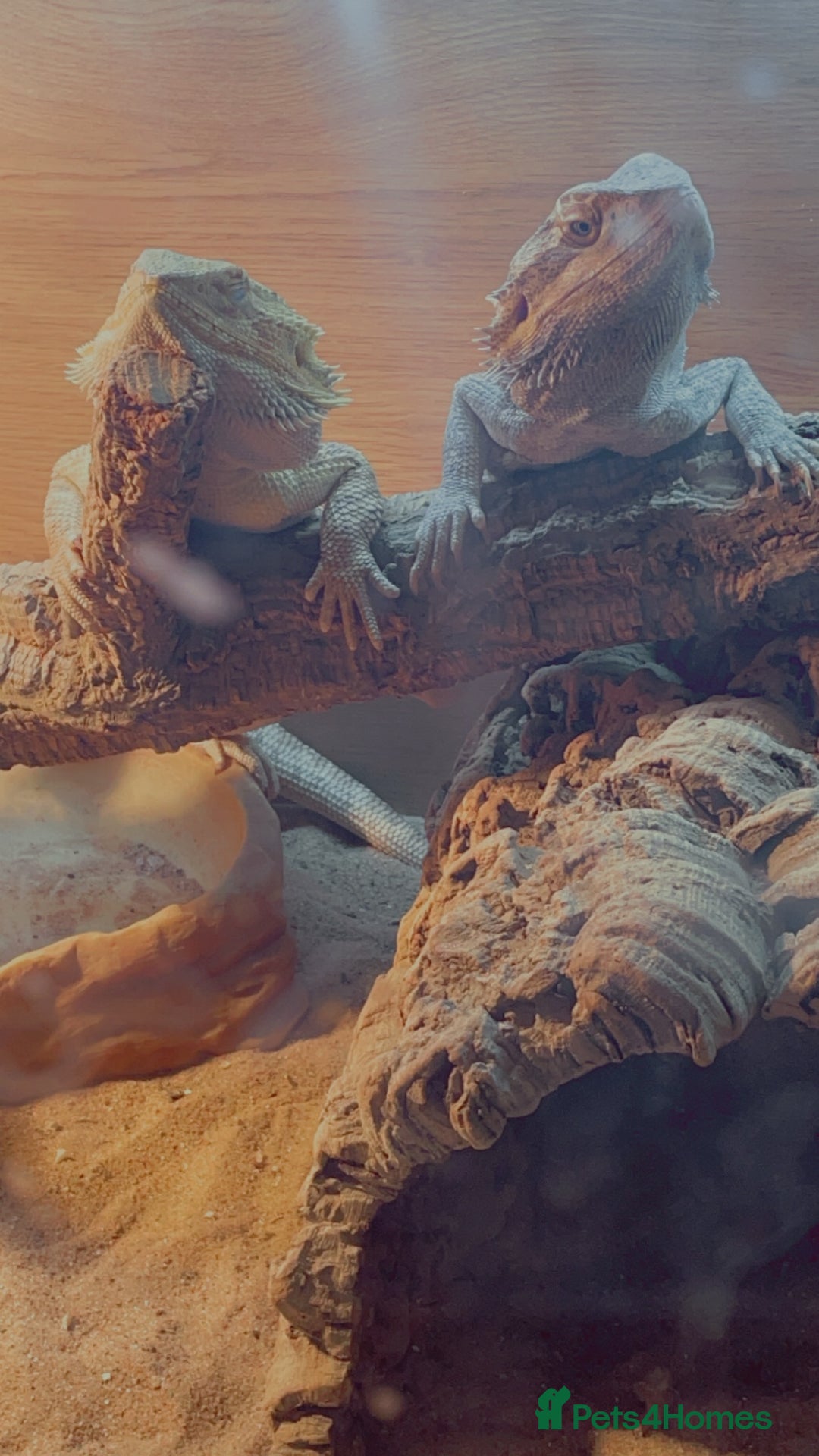 Bearded Dragon reptiles for sale: Bearded dragons for sale  - Advert 1