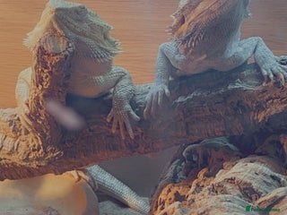 Bearded Dragon reptiles Bearded dragons for sale - Advert 1