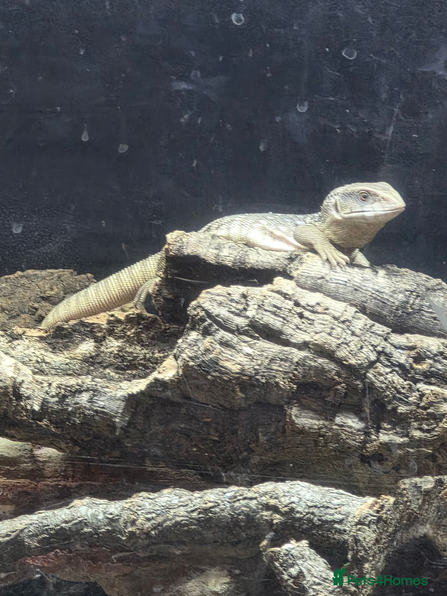 Monitor reptiles Bosc Monitor - Advert 7