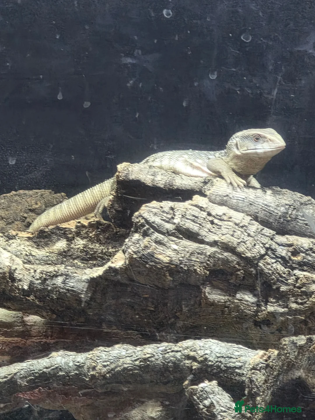 Monitor reptiles for sale: Bosc Monitor - Advert 1