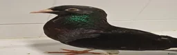 Pigeons birds for sale: Grounded pidgeon  - Advert 1