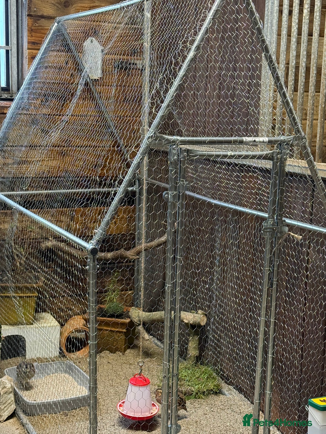 Quail poultry for sale: Trio of Bobwhite quail - Advert 3