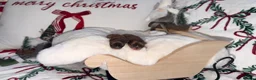 Pomeranian dogs for sale: Russian Pomeranian puppies - Advert 8