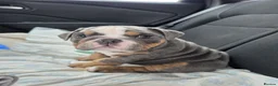 English Bulldog dogs for sale: Full Pedigree English Bulldog puppies  - Advert 3