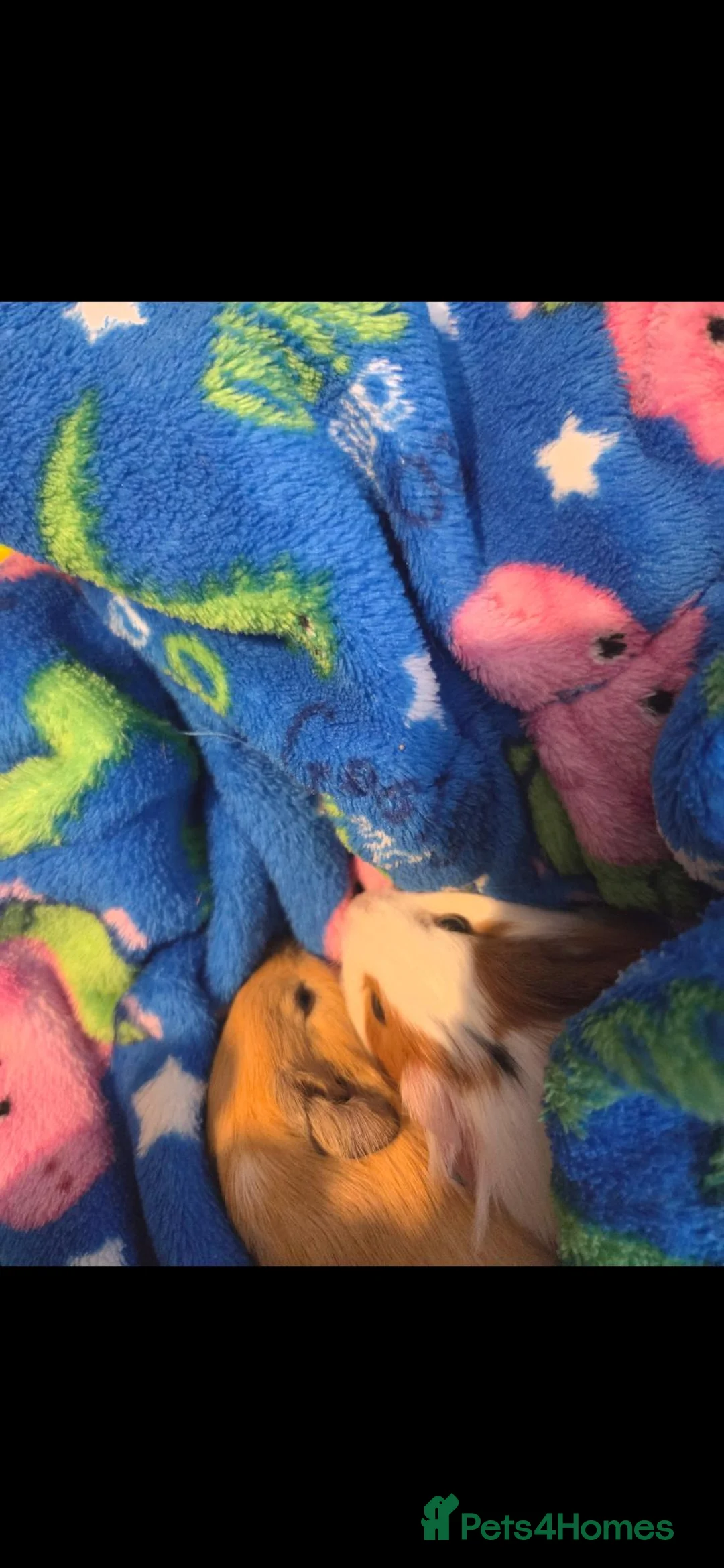 Guinea Pig rodents for sale: Female guinea pigs  - Advert 2