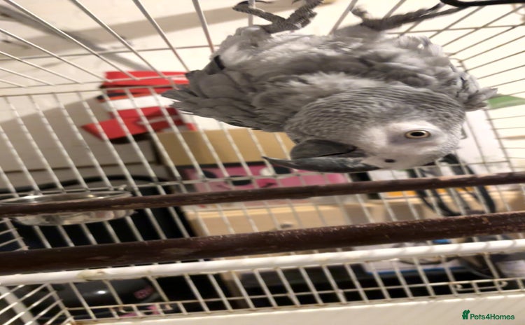 Parrots birds - Advert 1