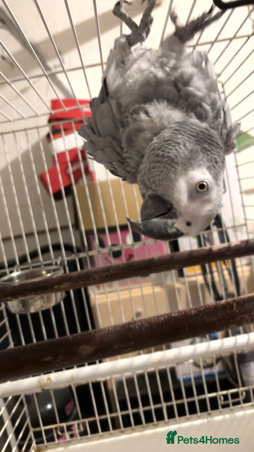 Parrots birds for sale: African gray male  - Image 1