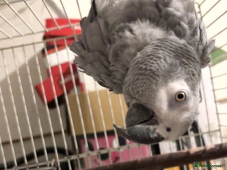 Parrots birds - Advert 29