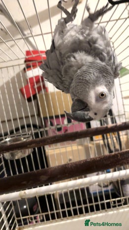 Parrots birds - Advert 12