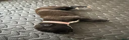 Boxer dogs for sale: KC Boxer Puppies  – 1 Week Old - Advert 14