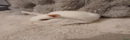 Mini Lop rabbits for sale: 4 baby Mini lop x netherland dwarf baby bunnies  - Advert 1
