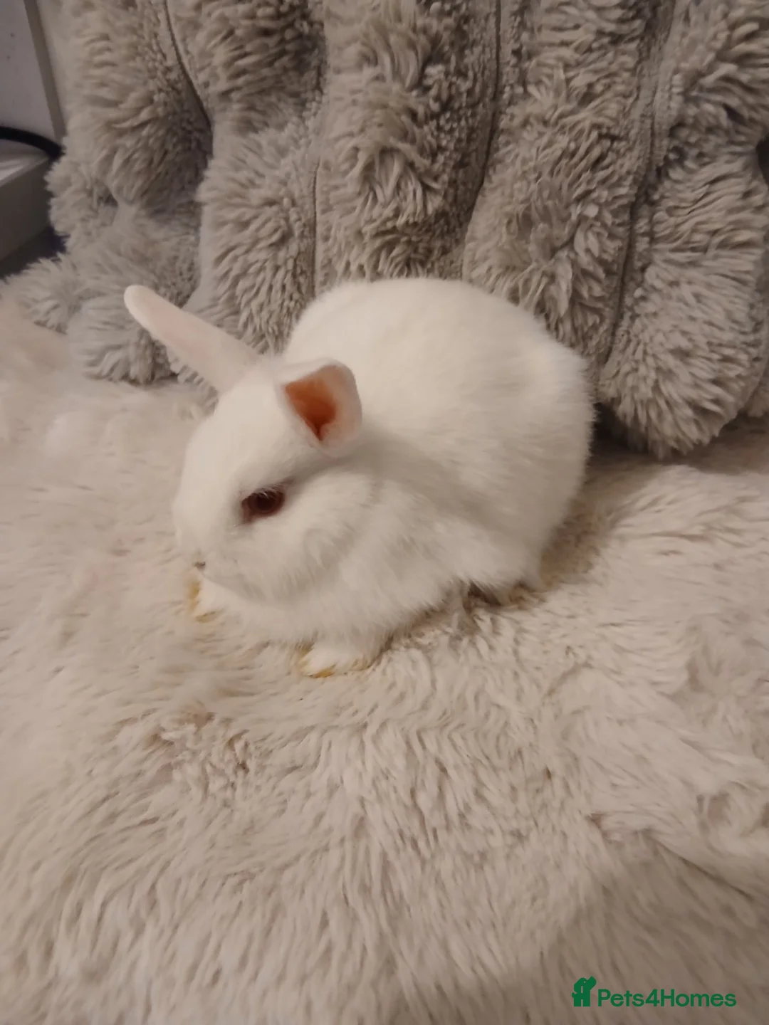 Mini Lop rabbits for sale: 4 baby Mini lop x netherland dwarf baby bunnies  - Advert 1