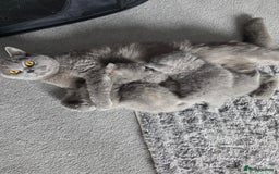 British Shorthair cats for sale: Gorgeous female bsh 🩷 - Image 2