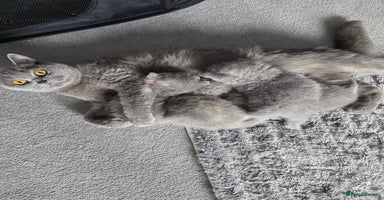 British Shorthair cats - Advert 8