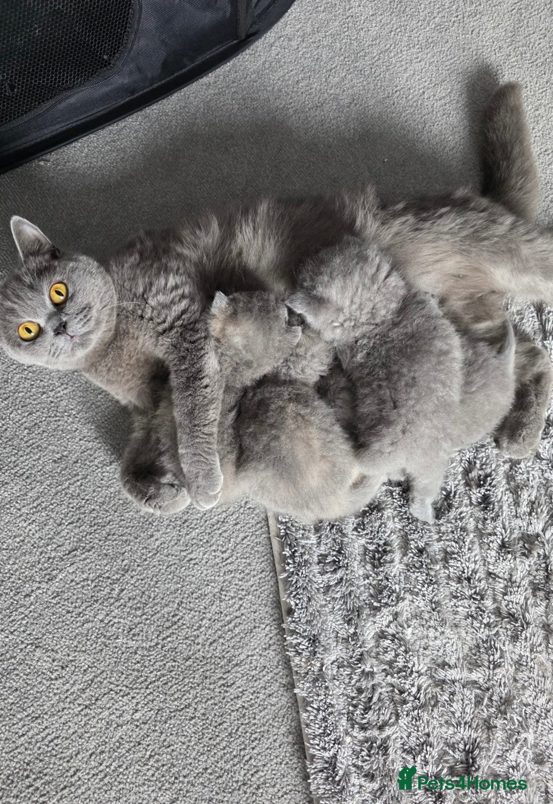 British Shorthair cats for sale: Gorgeous female bsh 🩷 - Image 2