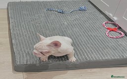 French Bulldog dogs for sale: High DNA French bulldog Male & Females  - Image 9