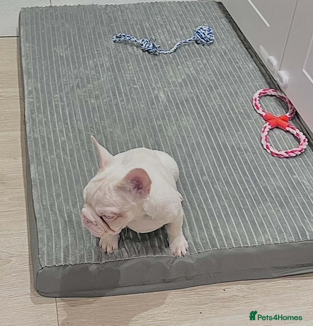 French Bulldog dogs for sale: High DNA French bulldog Male & Females  - Image 9