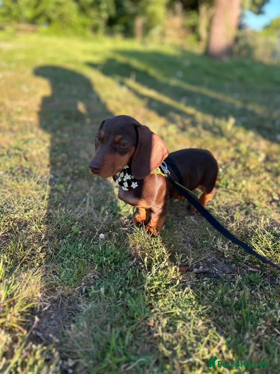 Miniature Dachshund dogs for sale: Mini dachshund  - Advert 2