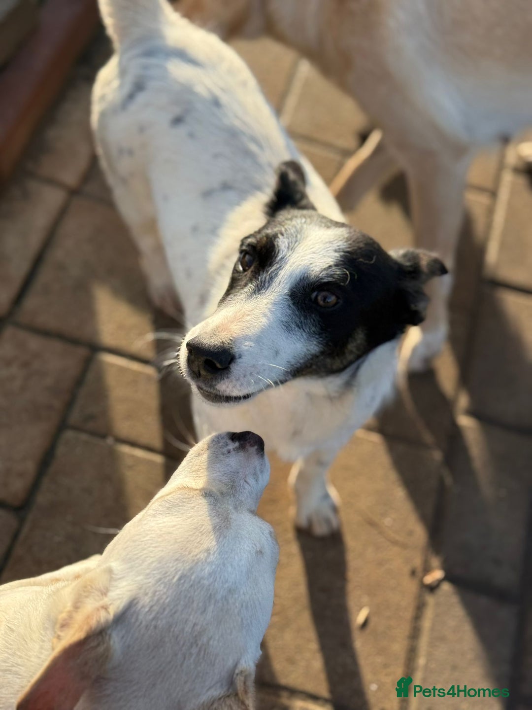 Mixed Breed dogs for adoption: Gorgeous little Andor looking for love - Advert 2