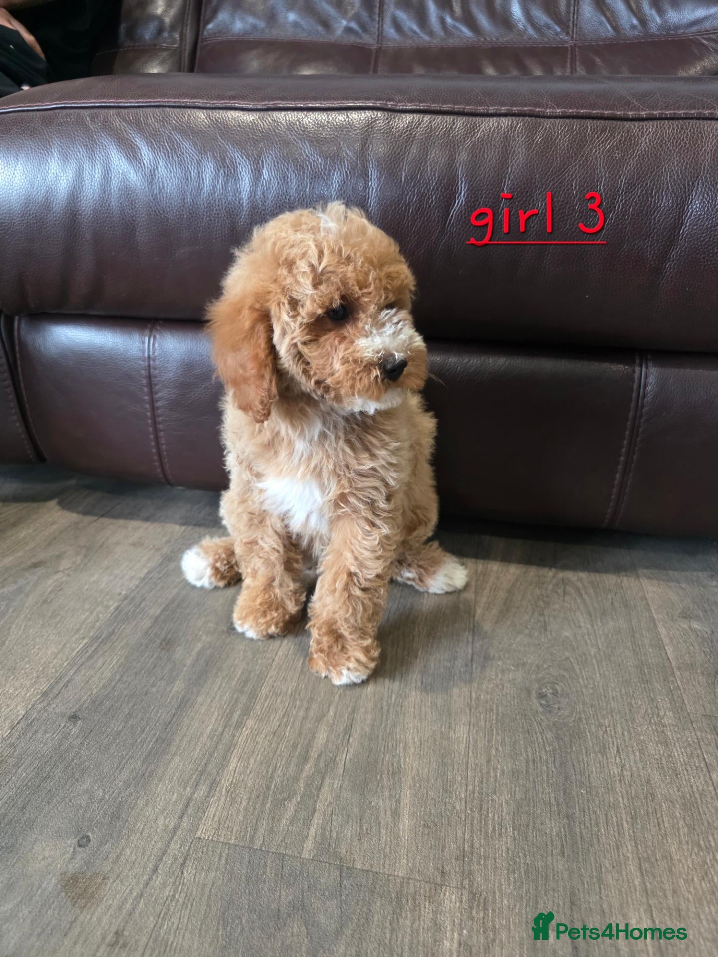 Cavapoo dogs 5 Adorable F1B Cavapoo puppies for sale 🐾🩷  - Advert 1