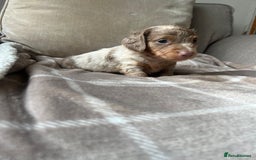 Miniature Dachshund dogs for sale: Stunning miniature long haired Dachshund’s  - Image 9