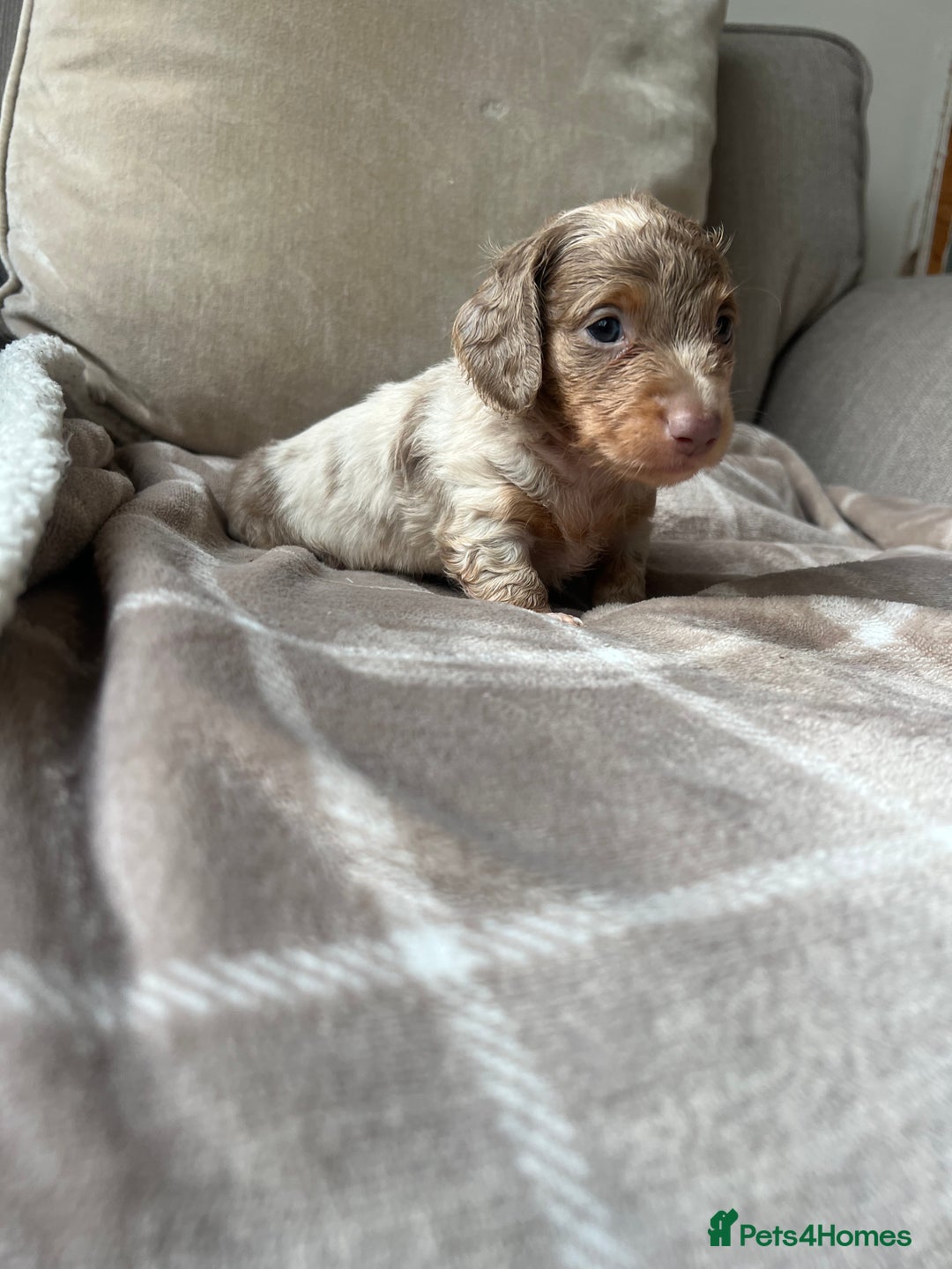 Miniature Dachshund dogs for sale: Stunning miniature long haired Dachshund’s  - Image 9