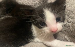 Domestic Shorthair cats for sale: Kittens for sale - Image 2