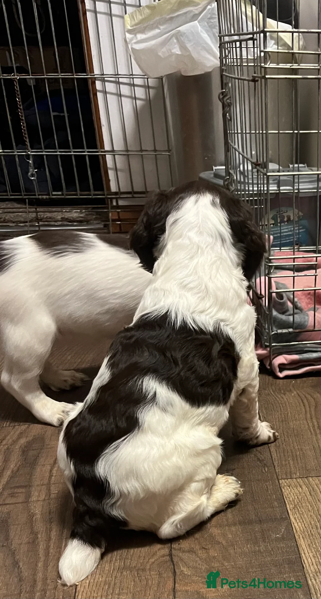 English Springer Spaniel dogs for sale: KC registered Traditional English Springer Spaniel - Advert 11