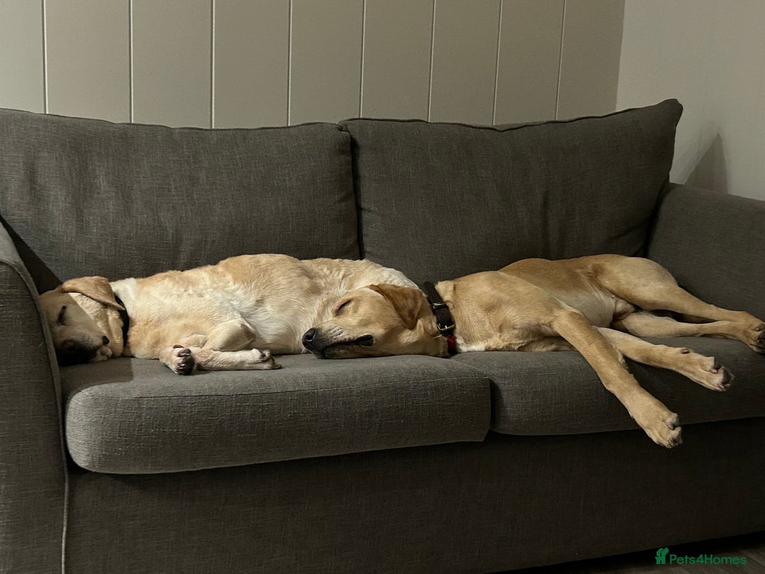 Labrador Retriever dogs for stud: Billy - 3YO Labrador Retriever Stud in Oxfordshire - Advert 9