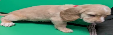 Cocker Spaniel 6
