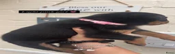 Rottweiler dogs for sale: 4 stunning Rottweiler pups available  - Advert 8