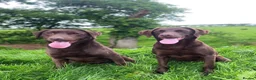 Labrador Retriever dogs for sale: Choc & Yellow Labs Waiting list open 202 DNA KC - Advert 9