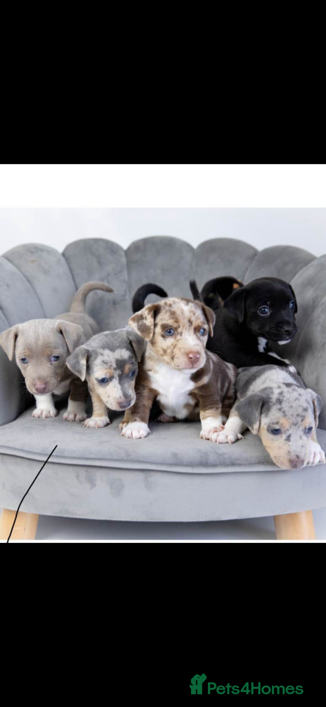 Jack Russell dogs for stud: Silver Merle carrying Blue and Chocolate in Bradford - Image 17