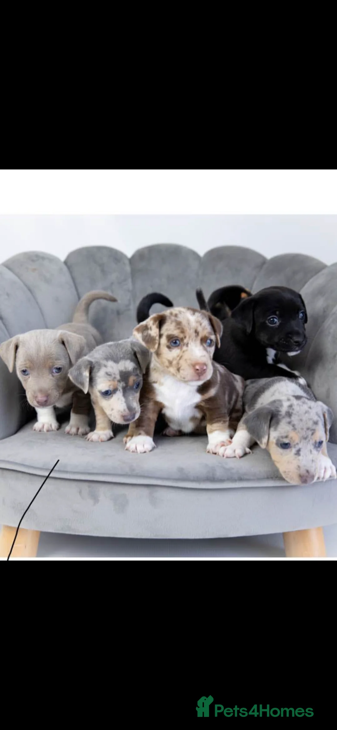 Jack Russell dogs for stud: Silver Merle carrying Blue and Chocolate in Bradford - Advert 17