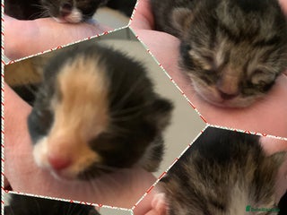 Mixed Breed cats 5 beautiful kittens all need loving homes - Advert 9