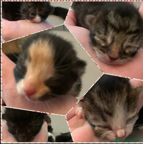 Mixed Breed cats 5 beautiful kittens all need loving homes - Advert 1