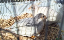 Budgerigars birds for sale: 3 blue Budgies.  And 2 male Chinese painted quails - Image 5