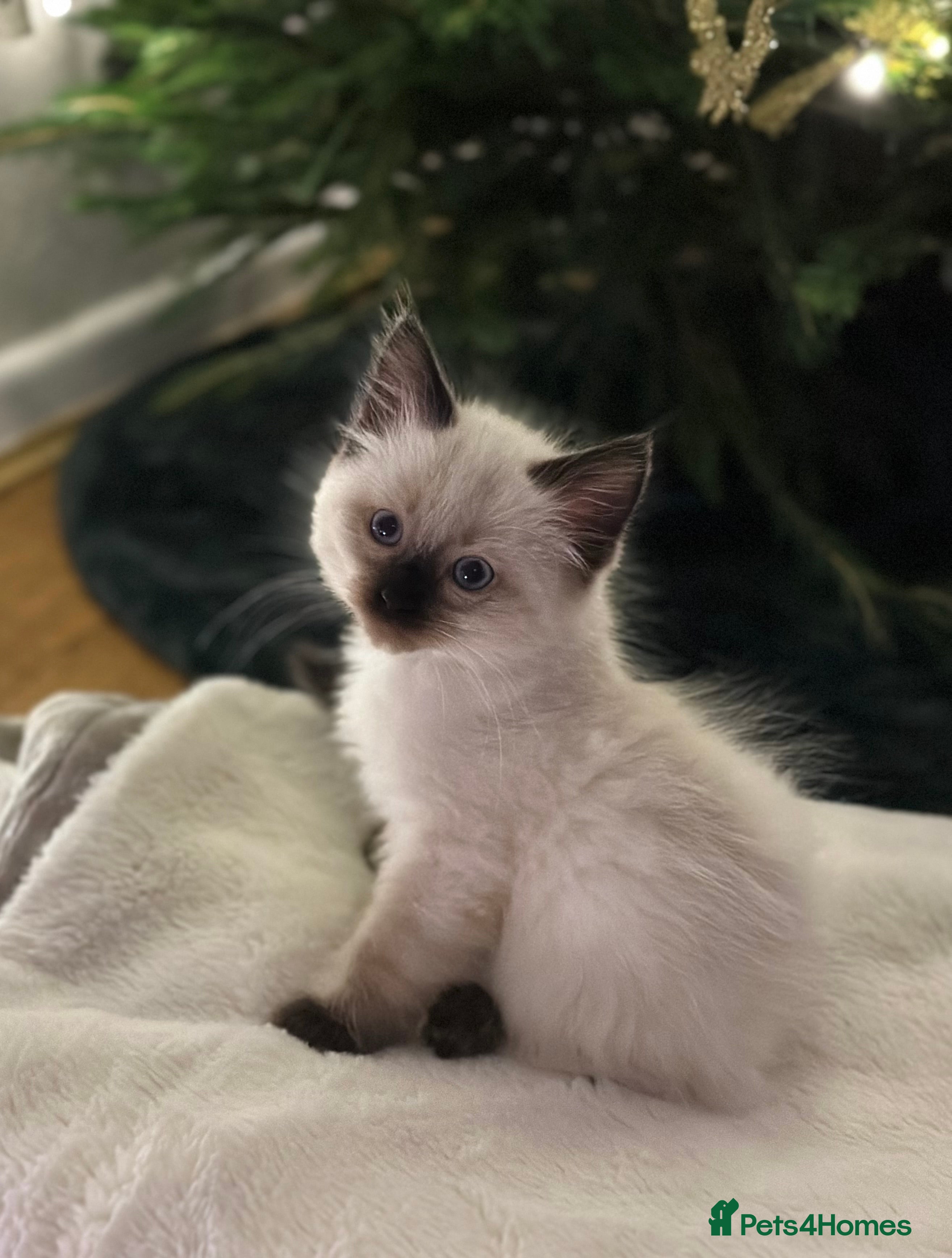 Ragdoll cats 🌿Last one 9weeks old boy needs a new family🌿🐾 - Advert 4