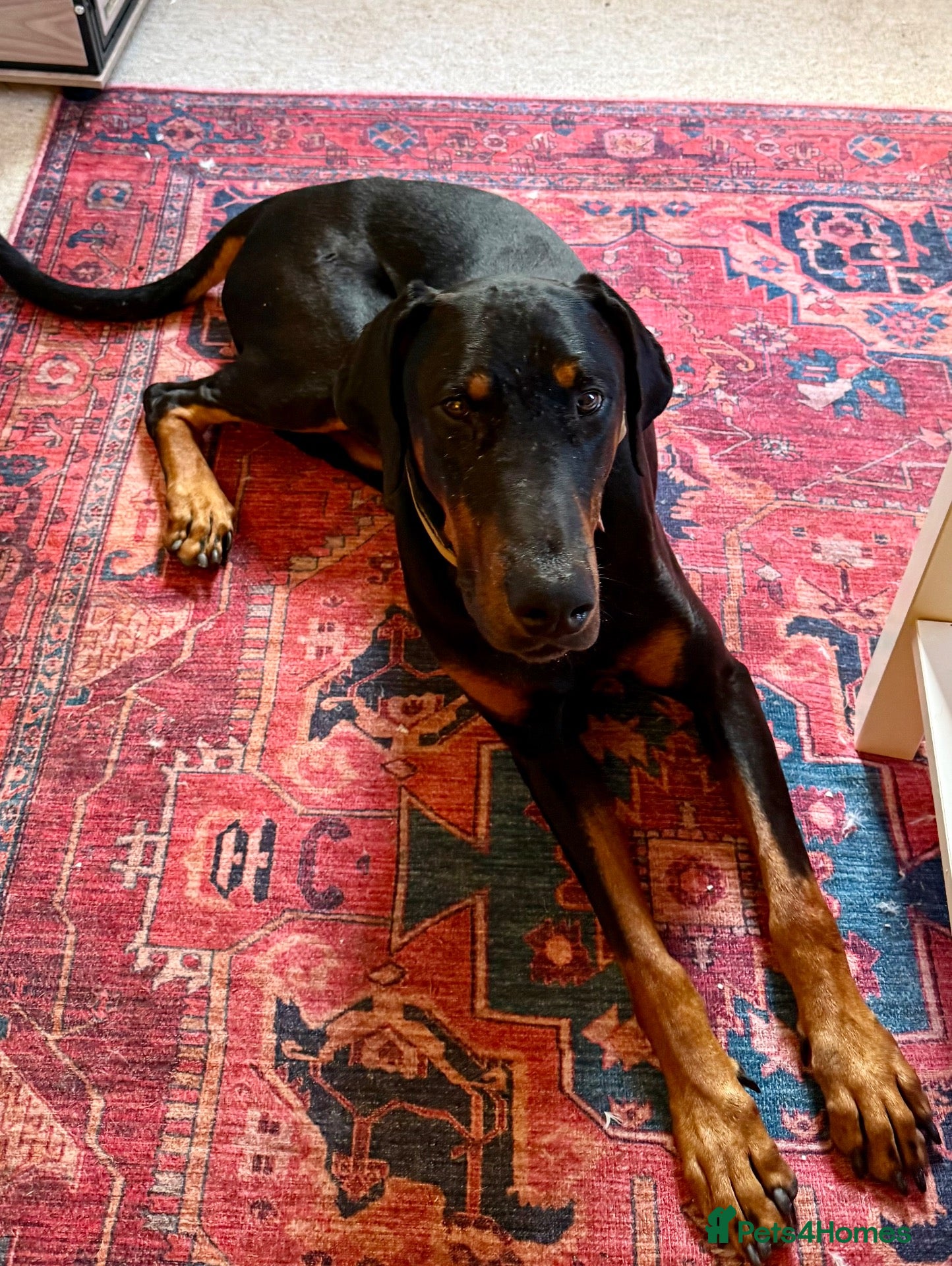 Dobermann dogs 🖤DIESEL THE STUD — DARK TAN, BIG & HANDSOME🐾 - Advert 6