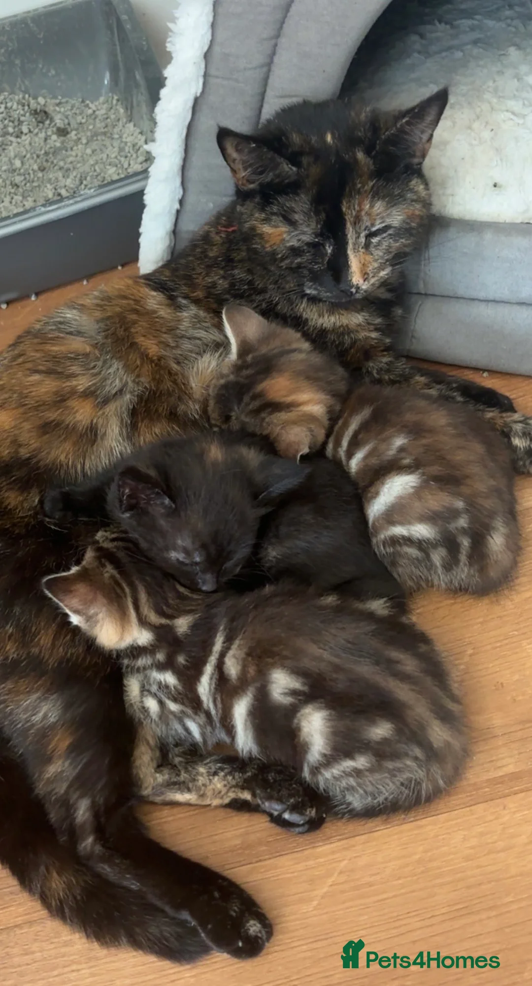 Mixed Breed cats for sale: 6 mixed kittens  - Advert 9