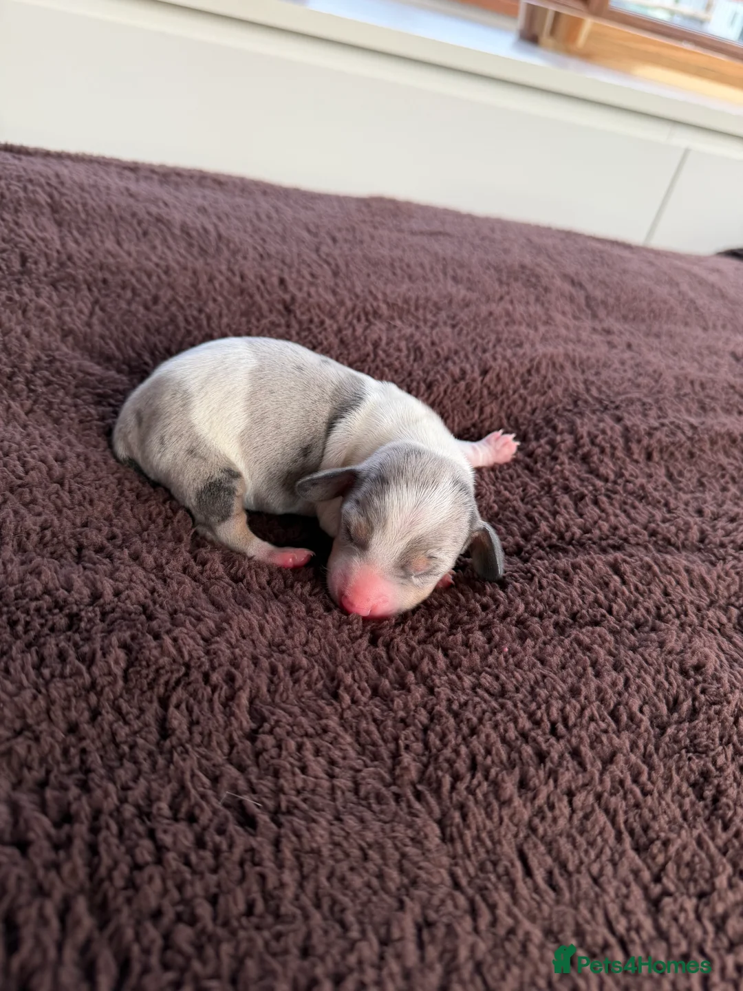 Miniature Dachshund dogs for sale: Miniature DashHound puppies  - Advert 2